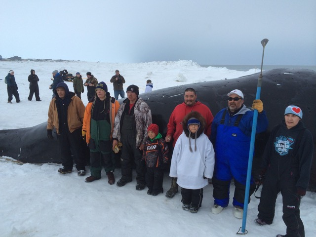 Bowhead Whale Capture